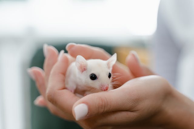 person-holding-a-cute-white-mouse